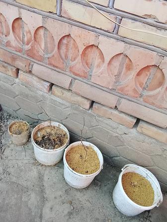 Магнолия саженцы