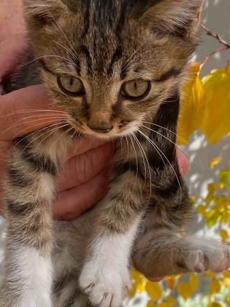 Котята 1,5 месяца домашние