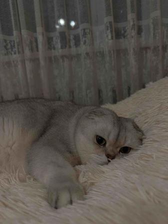 Отдам кота в хорошие руки