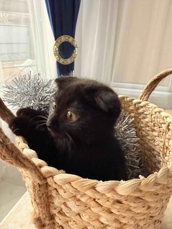 Котенок мальчик