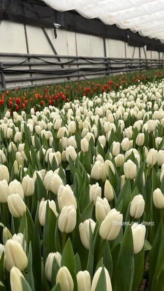 Продам тюльпаны