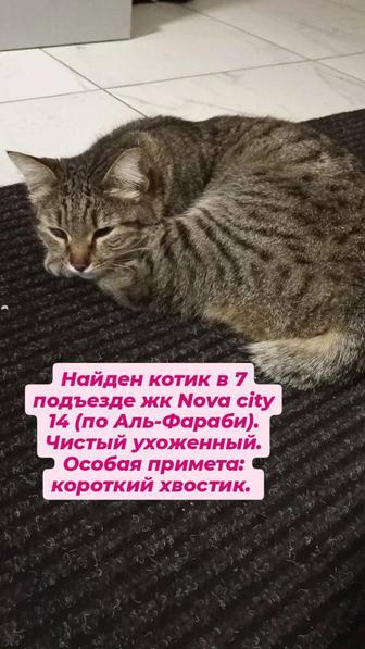 Ищу хозяев для котика