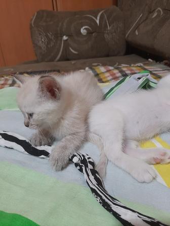 Котенок ищет дом мальчик