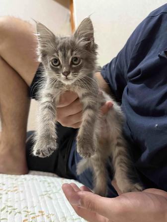 Котенок маленький
