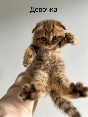 Продаются шотландцы