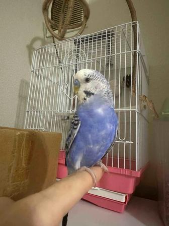 Попугай волнистый