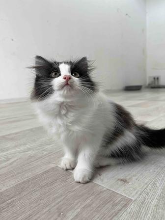 Котенок в дом