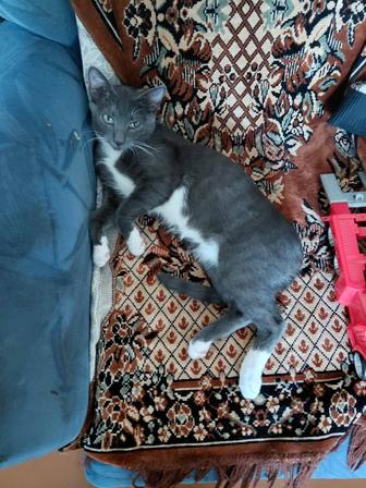 Бесплатно котята