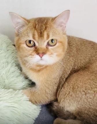 Шотландский котенок