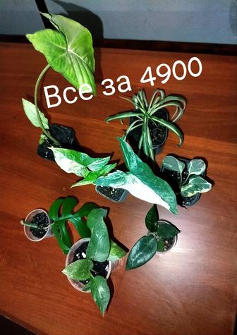 Комнатные растения