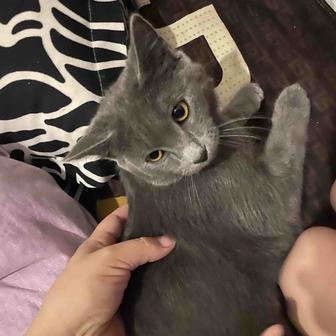 кошку пародную