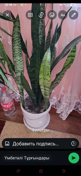 Срочно продам цветы