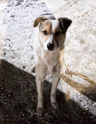 Нужен дом для собаки