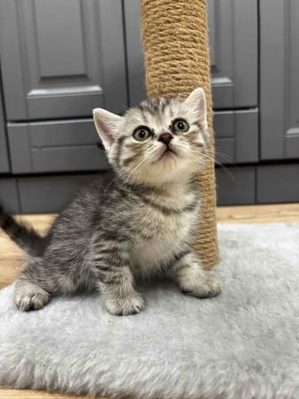 Чистокровные шотландские котята ищут заботливых хозяев!