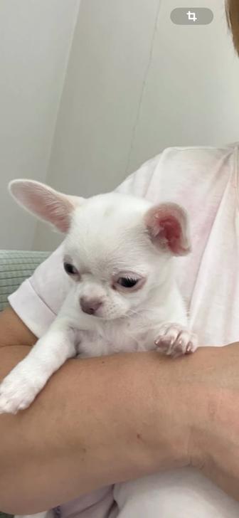 Чихуахуа щенок девочка