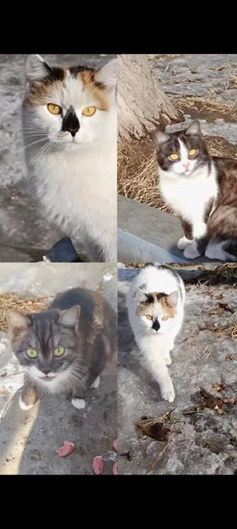 Кошки в опасности