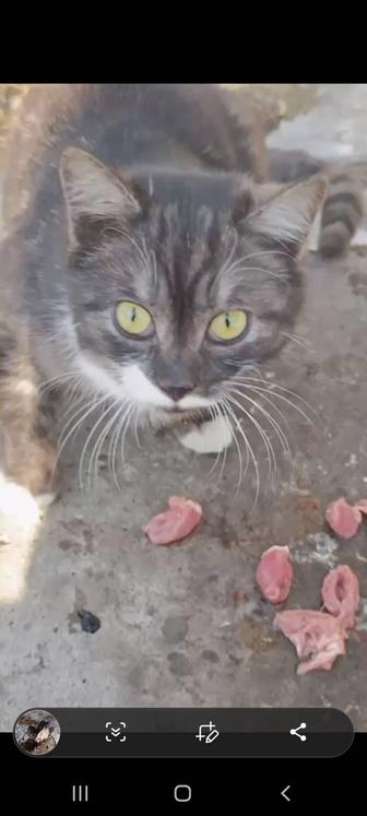 Кошки в опасности