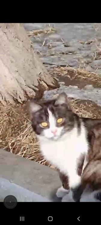 Кошки в опасности