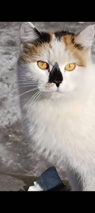 Кошки в опасности