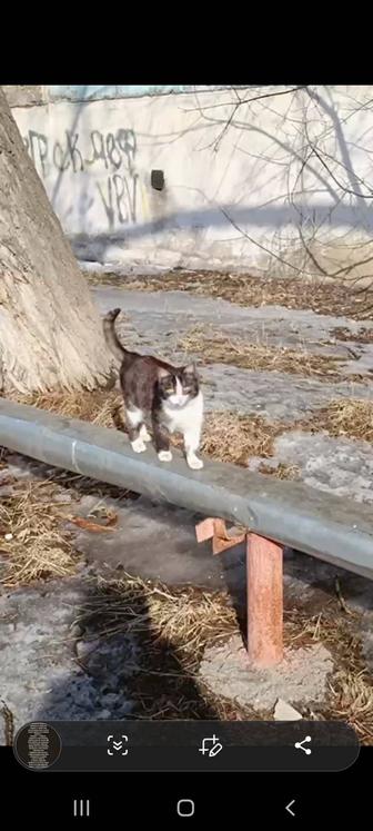 Кошки в опасности