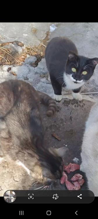 Кошки в опасности