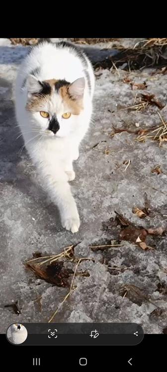 Кошки в опасности