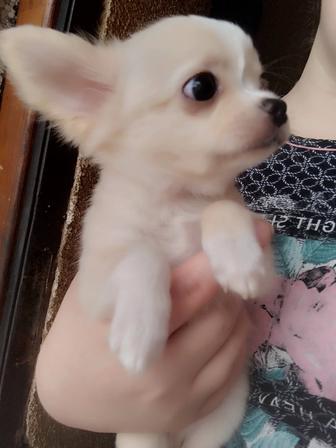 Щенок чихуахуа 3 месяца