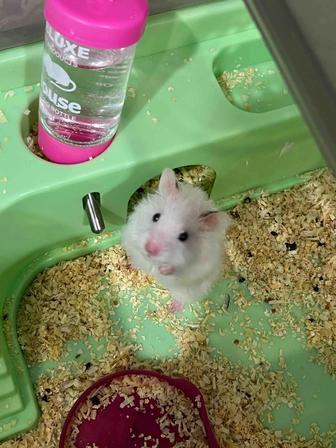 Дарю сирийского хомячка