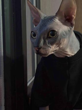 Котенок сфинкс 10 месяцев