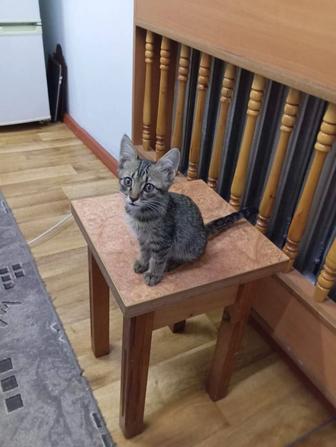Продам котенка
