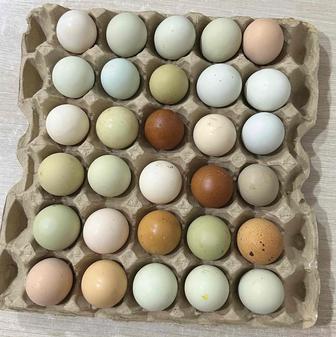 Продаю домашние куриное яйцо