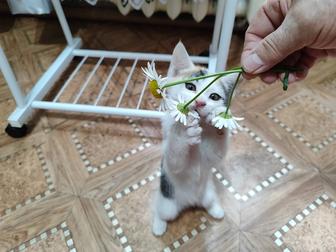 Отдам котенка