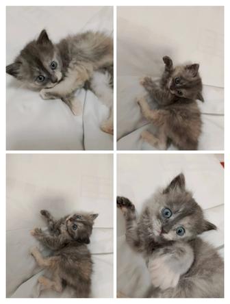 ОЧЕНЬ СРОЧНО ОТДАМ КОТЯТ