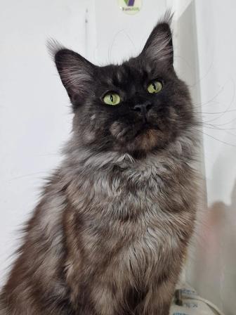 Полидакт Мейн -Кун кошечка !