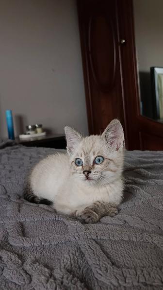 Ищу дом для котенка девочки