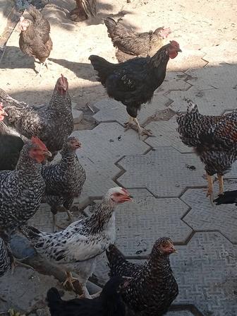 Куры и петухи