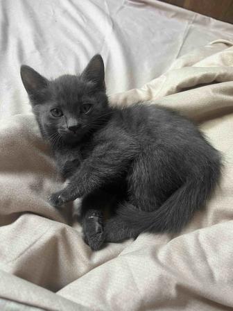 Котята крысоловы в добрые руки