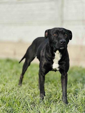 Нирвана. Питбуль девочка добрая