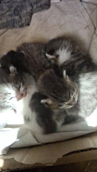 Кошечка с котятами найденыш