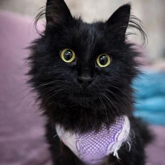 Отдам в хорошие руки котика