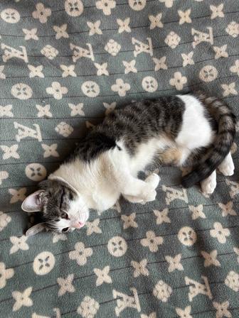 Отдам кошечку ( 5 месяцев) бесплатно в добрые руки