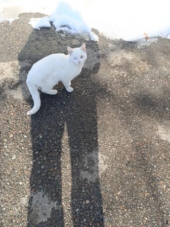 Котенок очень тактильный. Разные глаза