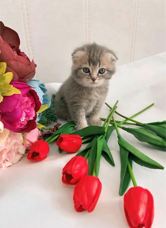 Шотландские шиншиллы плюшевые комочки счастья!