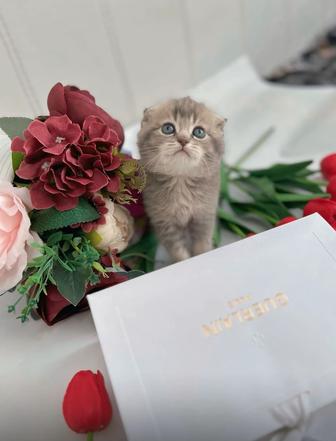 Шотландские шиншиллы плюшевые комочки счастья!