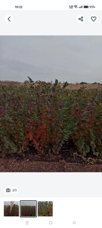 Саженцы деревьев