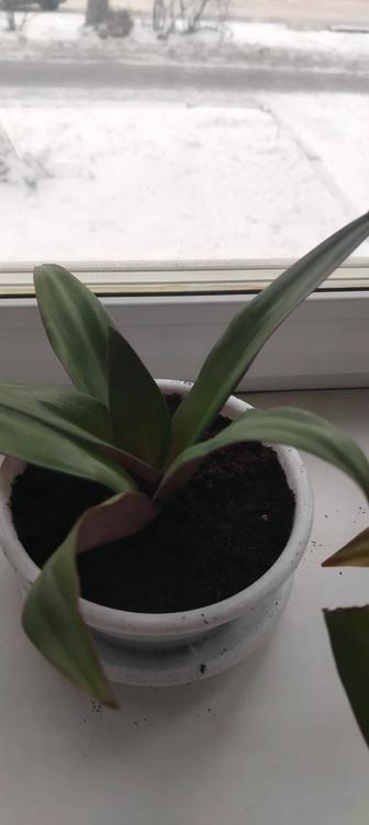 ТРАДЕСКАНЦИЯ РЕО