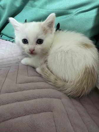 Отдам котят в хорошие руки