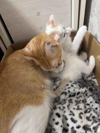 Отдам кошку с котенком в хорошие руки