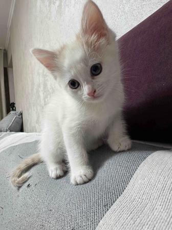 Отдам котенка в хорошие руки