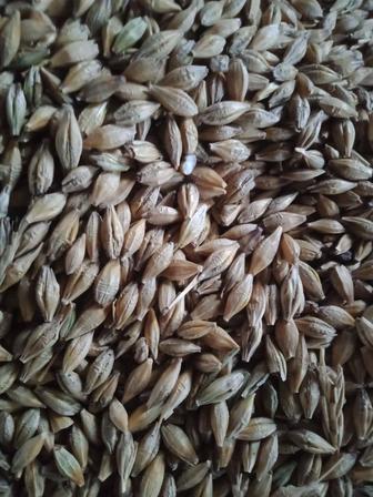 Продам ячмень